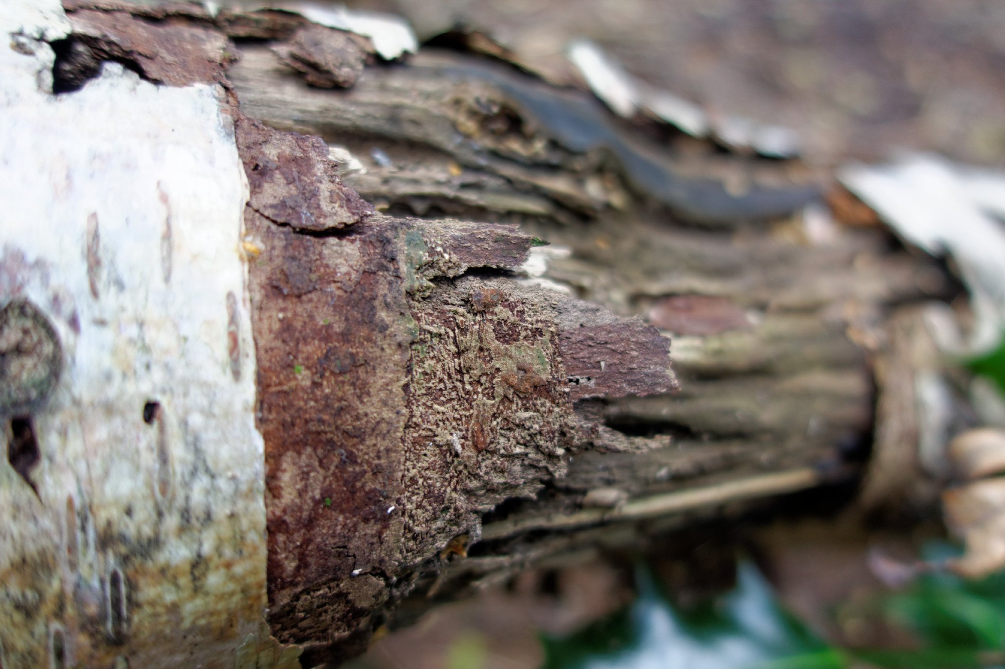 Birch Bark