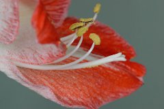 Amaryllis Minerva : flower, Amaryllis
