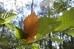 Thorndon Leaves  Ash, Thorndon Country Park, Brentwood, Essex : tree, Essex, leaves, Thorndon, UK