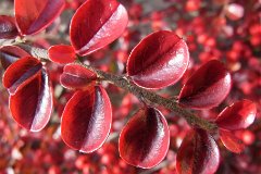 Anthocyanin : red, leaves, cotoneaster, anthocyanin